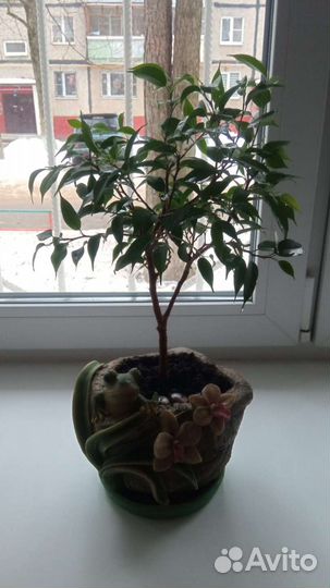 Фикус бенджамина