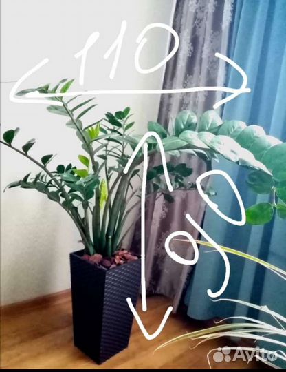 Замиокулькас