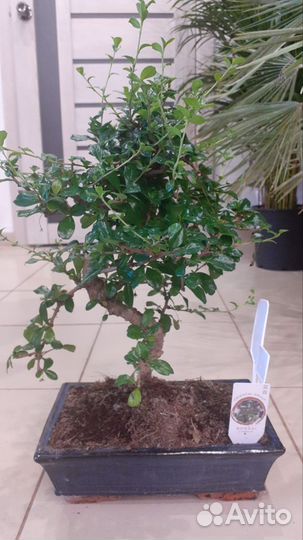 Кармона (чайное дерево) бонсайв керамике