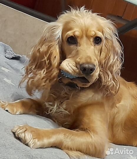 Английский спаниель