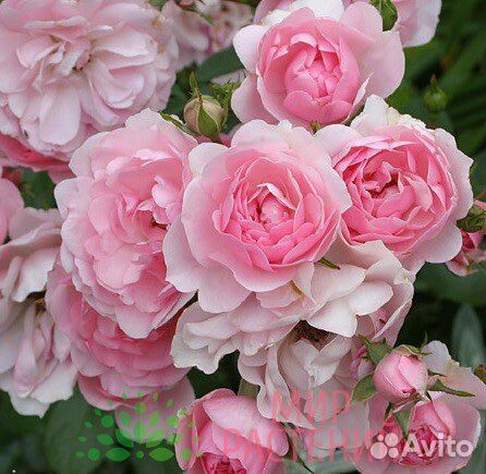 Непрерывноцветущая Роза шраб Боника/Bonica