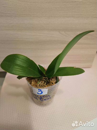 Орхидея P. Hornglin Sweet Corn