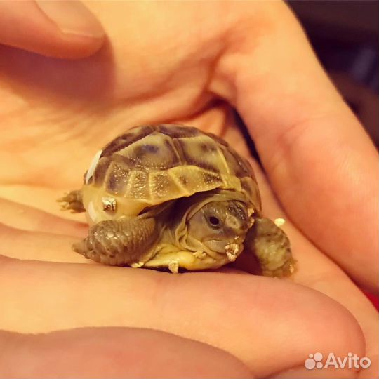 Черепашки домашнего разведения малыши