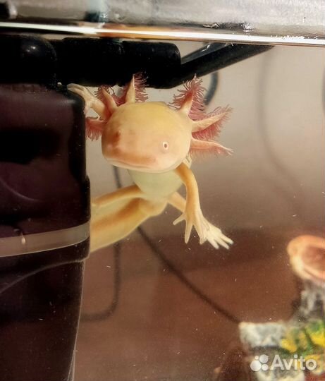 Репетитор по биологии егэ, огэ, впр