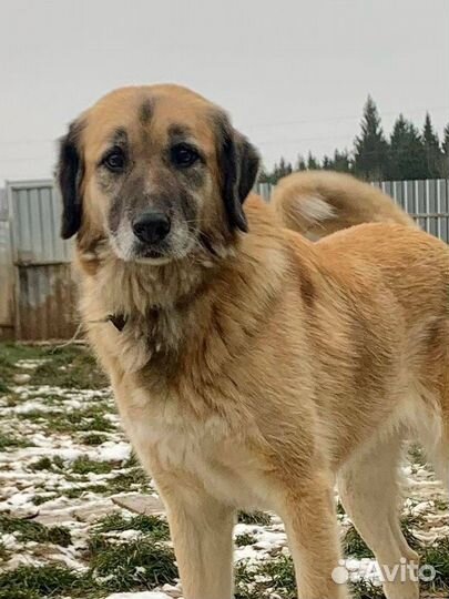 Красавица собачка Найда ждет семью