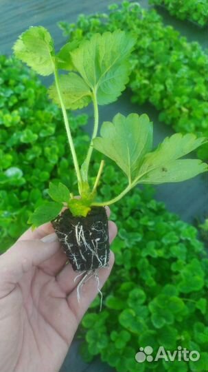 Касетная рассада Клубника Азия Садовая земляника