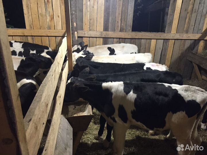 Бычки телята мясного направления