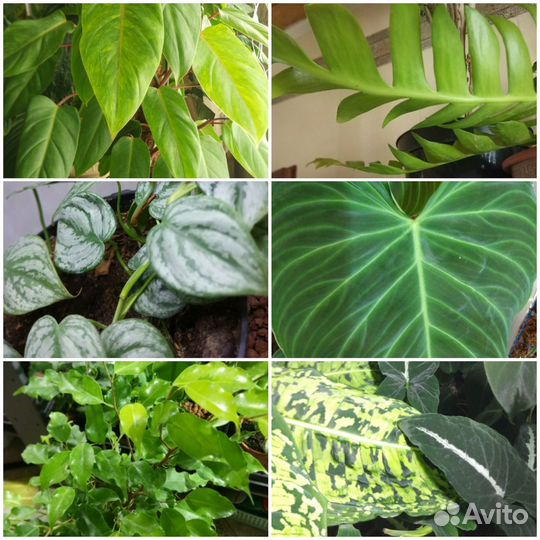 Домашние растения