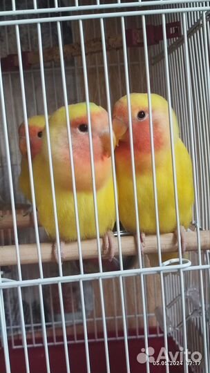 Попугай неразлучники