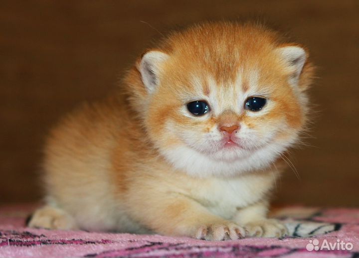 Девочки и мальчики золотой шиншиллы