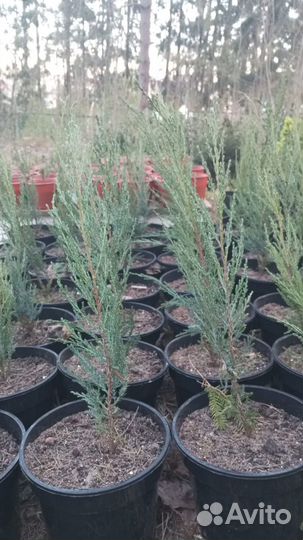 Продам можевельник