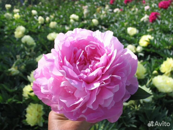 Махровые пионы более 50 сортов