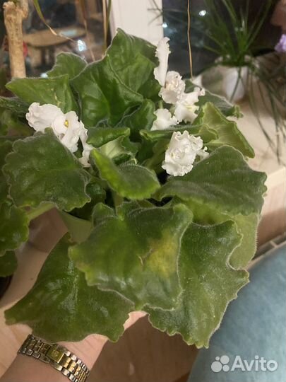 Домашние цветы цветущие