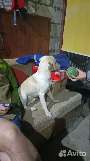 Найдена собака