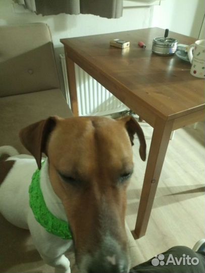 Джек рассел