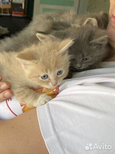 Отдам котенка в добрые руки