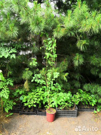 Вяз (он же Ильм)