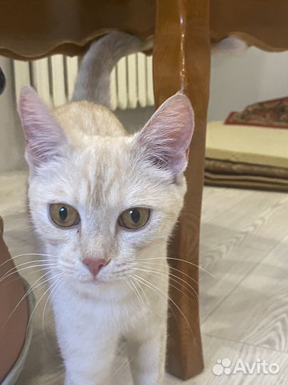 Красавица кошка