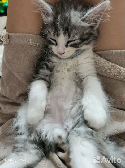 Сибирский кот