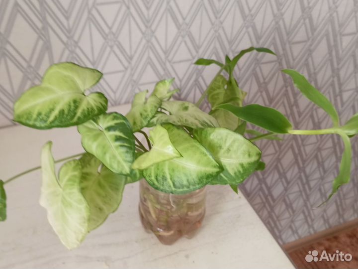 Сингониум, золотой ус