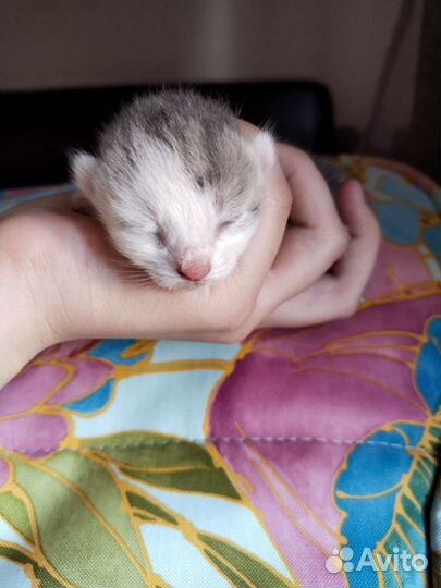 Котятки в добрые руки