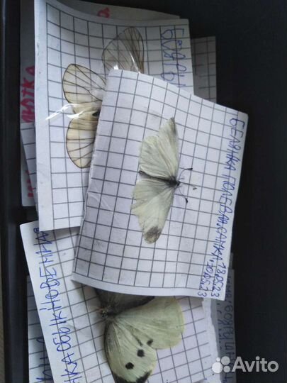 Коллекция засушенных бабочек