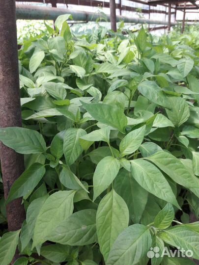 Рассада овощей