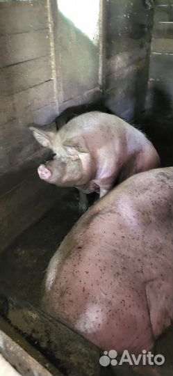 Хряк и свинья