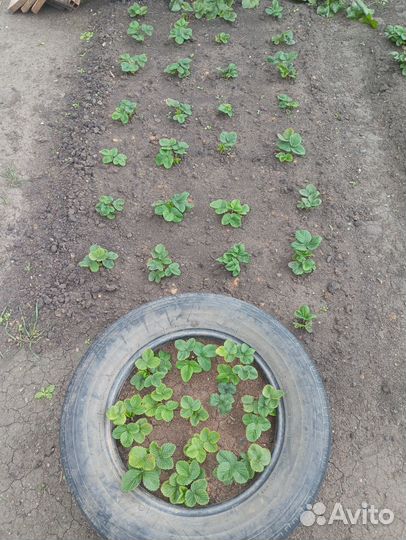 Рассада клубники