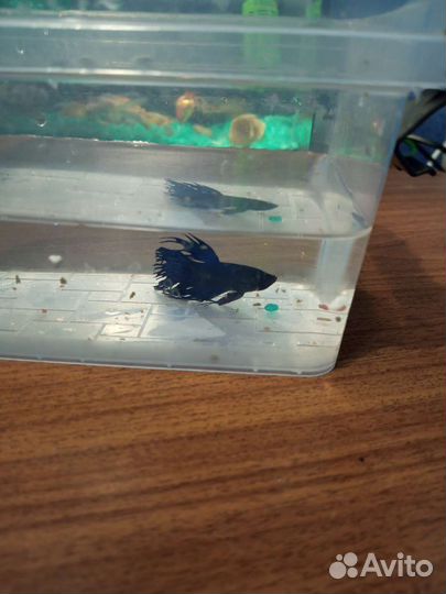 Аквариум с рыбками