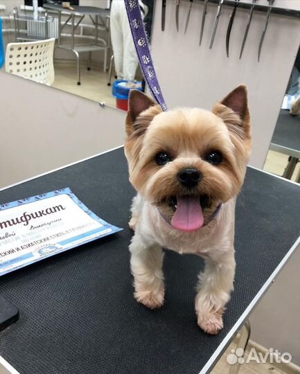 Грумер. Стрижка собак