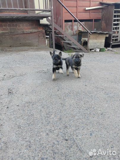 Собаки бесплатно в добрые руки щенки