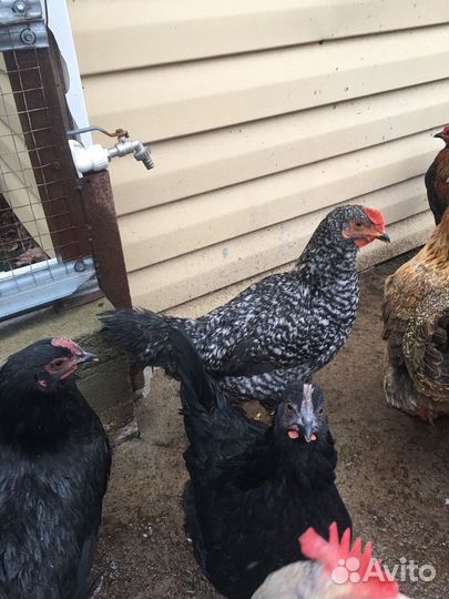 Молодые Петухи