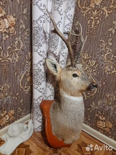 Чучело головы косули