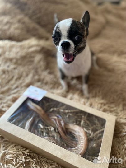 Кинолог-зоопсихолог