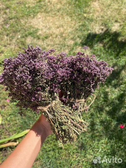 Трава душица