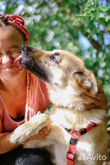 Красивая молодая собака в добрые руки