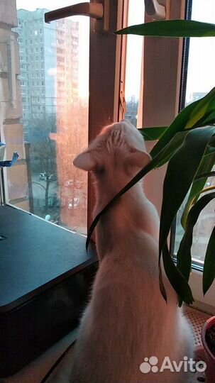 Передержка кошек, собак, грызунов, черепах, рыб