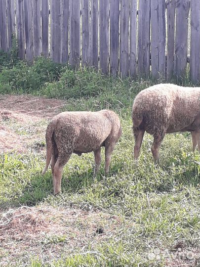 Баран лакон