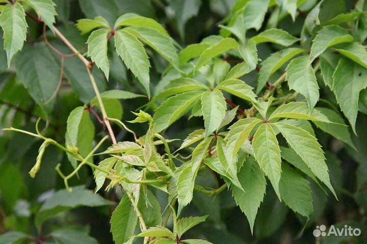 Виноград девичий (Parthenocissus inserta)