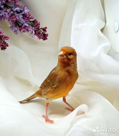 Кенар породистый, канарейки