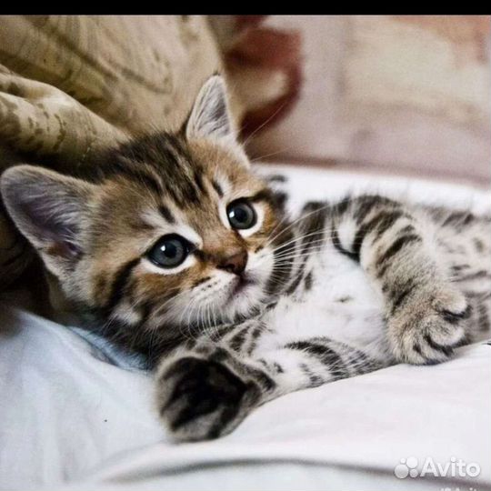 Кошка в дар за не большое вознаграждение