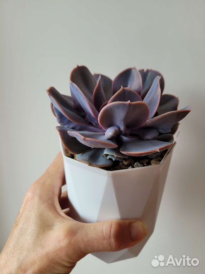 Редкие суккуленты. Эхиверии с наростами