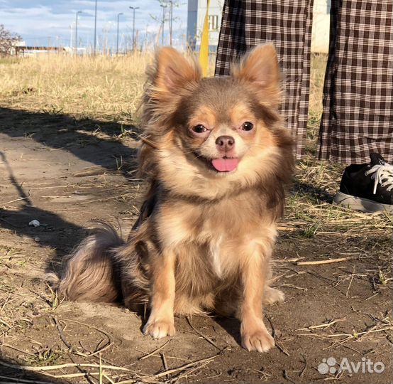 Вязка чихуахуа