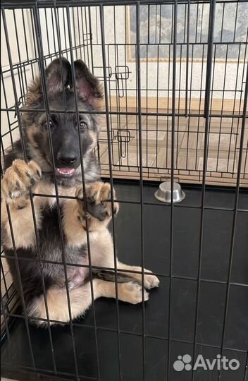 Клетка для собак №5 новая, надёжная