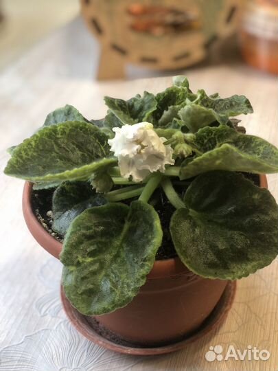 Фиалка цветущая белая