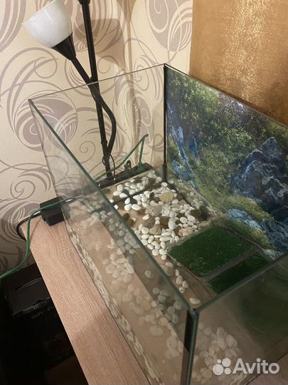 Черепаха с аквариумом