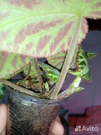 Бегония Silver jewel