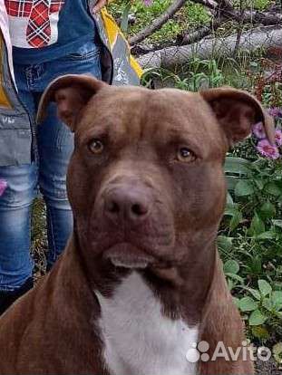 Питбуль вязка