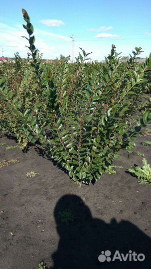 Кизильник блестящий